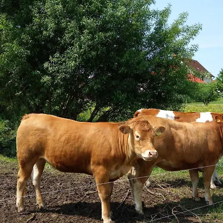 Апартаменты Monteurwohnungen Goeb - Nicht Fuer Urlaubsgaeste