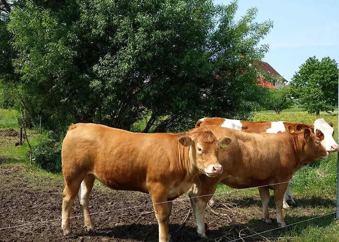 Daire Monteurwohnungen Goeb - Nicht Fuer Urlaubsgaeste